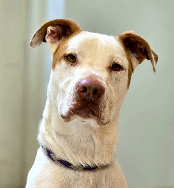 Romper/ Casper, an adoptable Spaniel, Pit Bull Terrier in Osage Beach, MO, 65020 | Photo Image 1