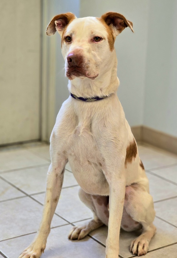 Romper/ Casper, an adoptable Spaniel, Pit Bull Terrier in Osage Beach, MO, 65020 | Photo Image 2
