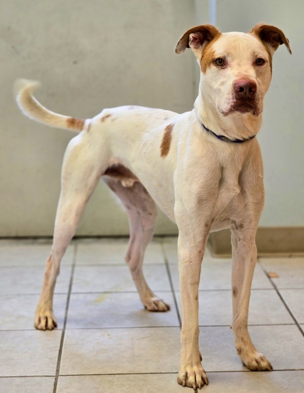 Romper/ Casper, an adoptable Spaniel, Pit Bull Terrier in Osage Beach, MO, 65020 | Photo Image 3