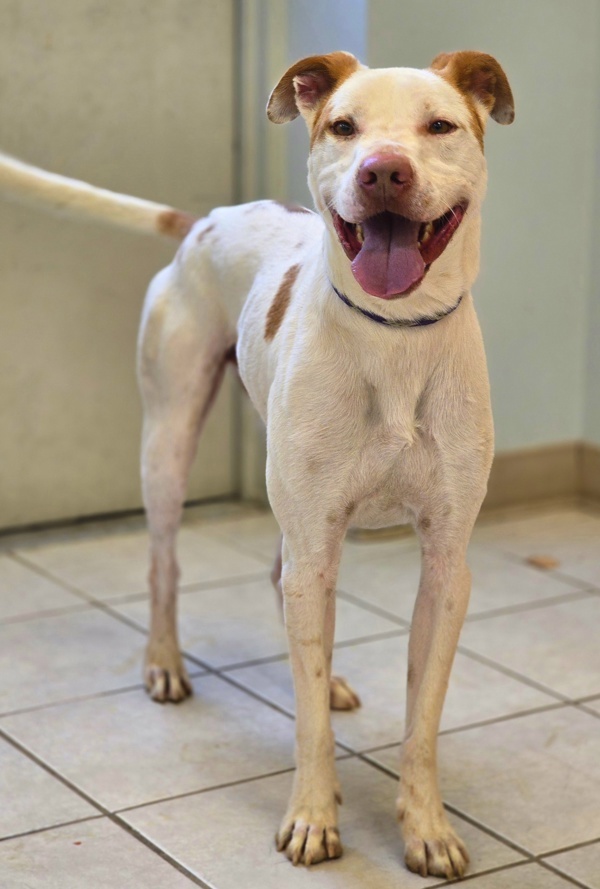 Romper/ Casper, an adoptable Spaniel, Pit Bull Terrier in Osage Beach, MO, 65020 | Photo Image 4