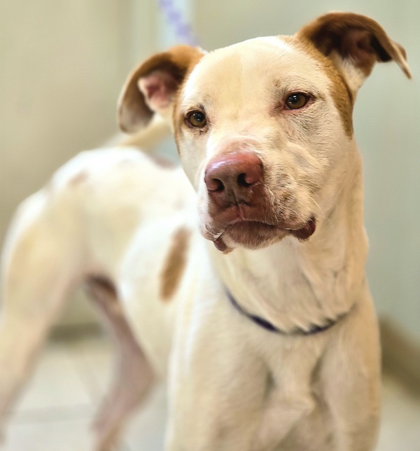 Romper/ Casper, an adoptable Spaniel, Pit Bull Terrier in Osage Beach, MO, 65020 | Photo Image 5