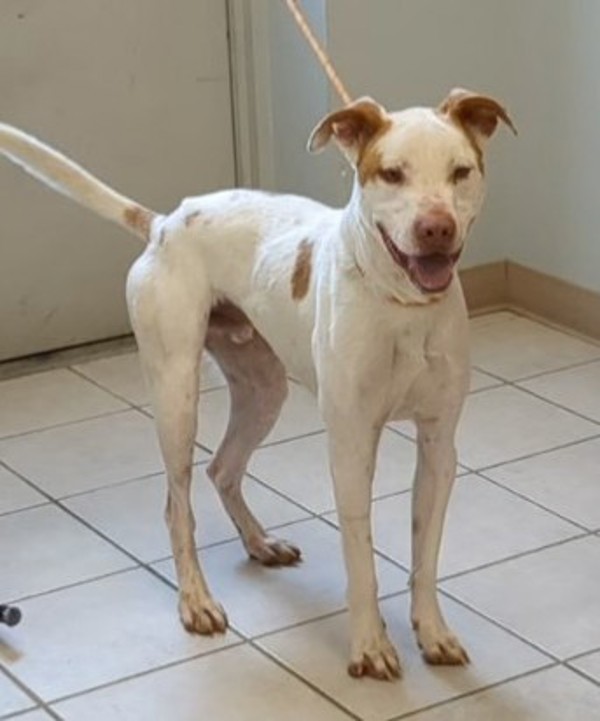 Romper/ Casper, an adoptable Spaniel, Pit Bull Terrier in Osage Beach, MO, 65020 | Photo Image 6