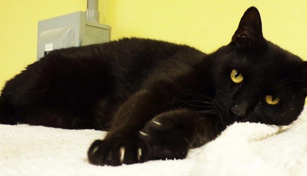 Enok / Panther, an adoptable Domestic Short Hair in Osage Beach, MO, 65020 | Photo Image 1