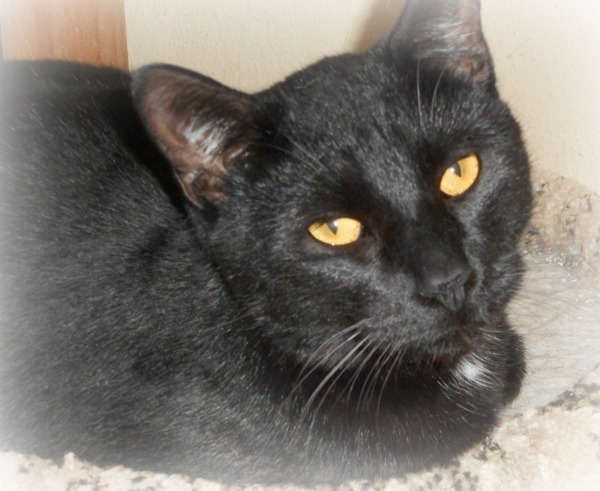 Enok / Panther