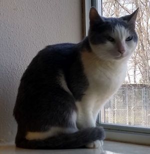 Katrina, Senior Female Domestic Short Hair