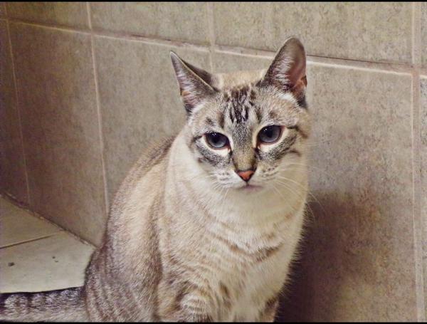 Baby, an adoptable Domestic Short Hair in Osage Beach, MO, 65020 | Photo Image 1