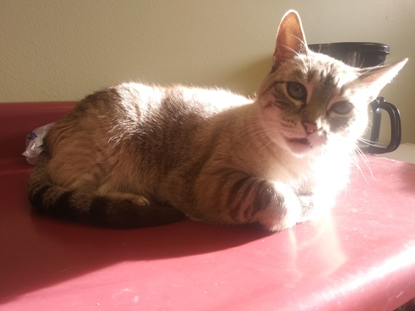 Baby, an adoptable Domestic Short Hair in Osage Beach, MO, 65020 | Photo Image 2