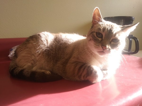 Baby, an adoptable Domestic Short Hair in Osage Beach, MO, 65020 | Photo Image 3