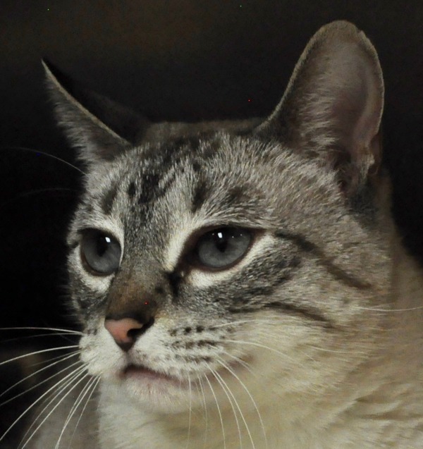 Baby, an adoptable Domestic Short Hair in Osage Beach, MO, 65020 | Photo Image 4