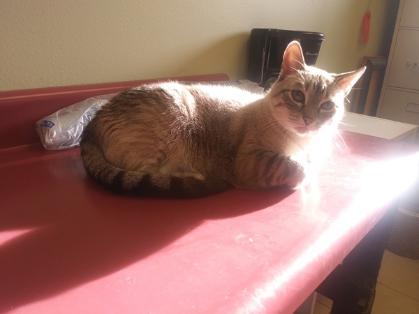 Baby, an adoptable Domestic Short Hair in Osage Beach, MO, 65020 | Photo Image 5