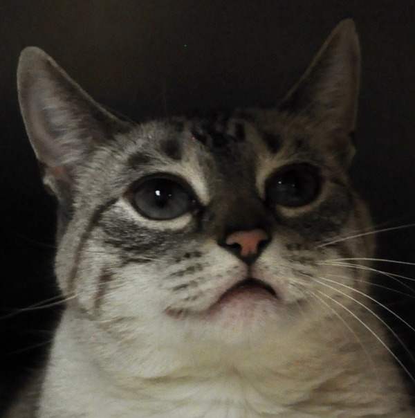 Baby, an adoptable Domestic Short Hair in Osage Beach, MO, 65020 | Photo Image 6