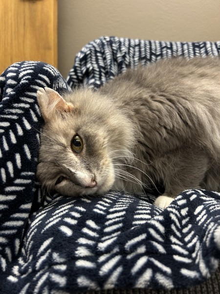 Marty, an adoptable Domestic Long Hair in Osage Beach, MO, 65020 | Photo Image 2