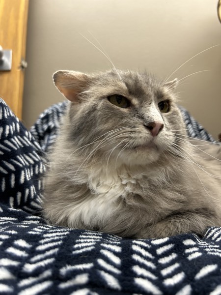 Marty, an adoptable Domestic Long Hair in Osage Beach, MO, 65020 | Photo Image 3