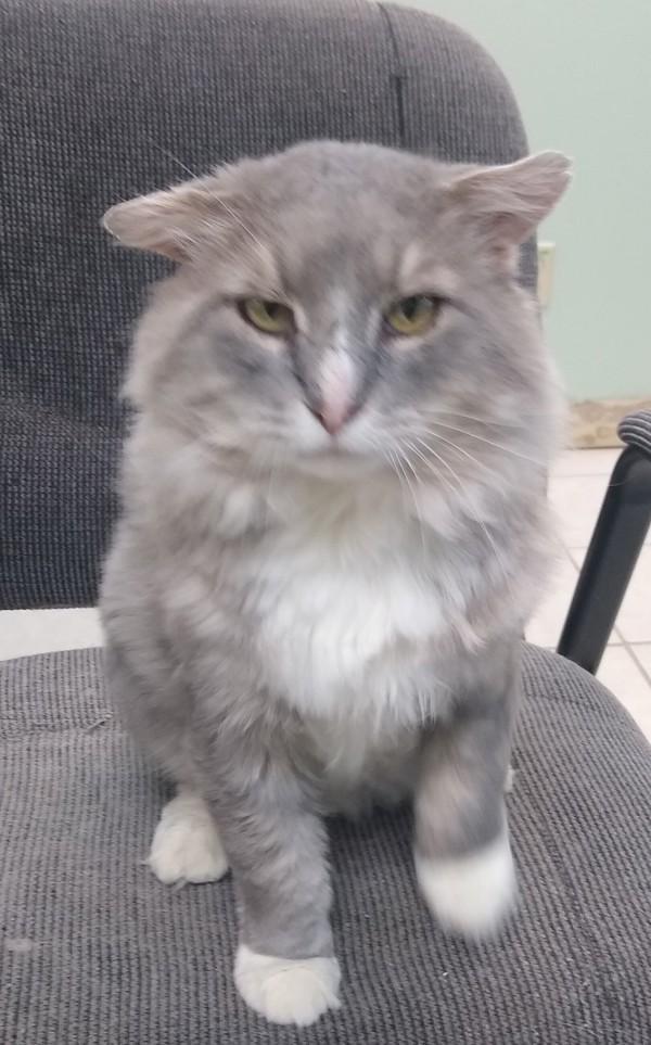 Marty, an adoptable Domestic Long Hair in Osage Beach, MO, 65020 | Photo Image 6