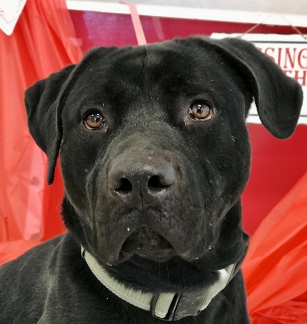 Louie