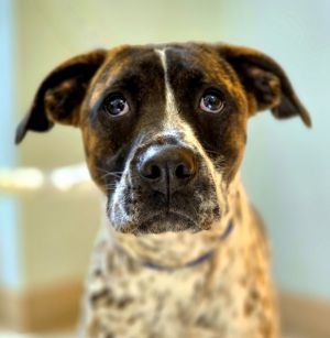 Little Dot, Young Female Hound