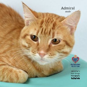 Admiral, Young Male American Shorthair