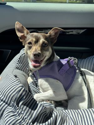 Ella - F, Young Female Chihuahua