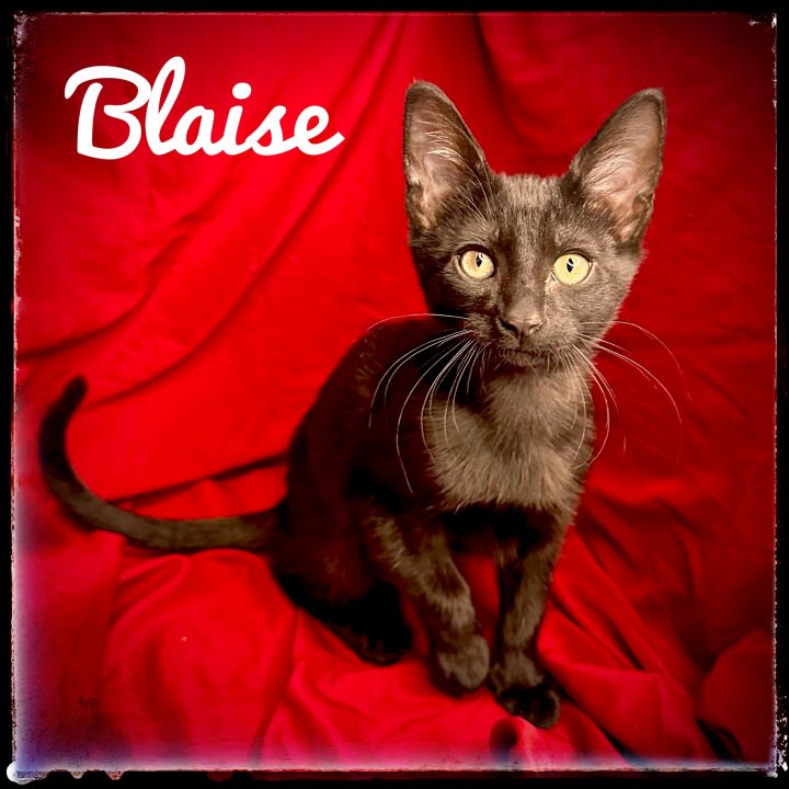 Blaise 1