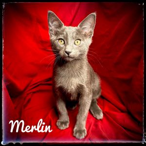 Merlin