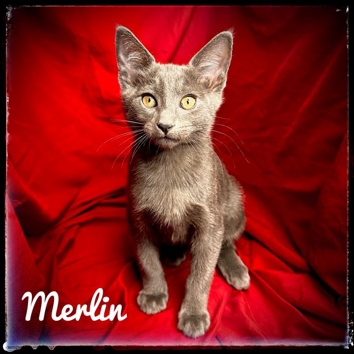 Merlin 1