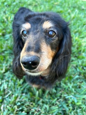 Hannah, Senior Female unknown