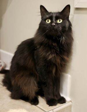 Casper, Young Female Domestic Long Hair