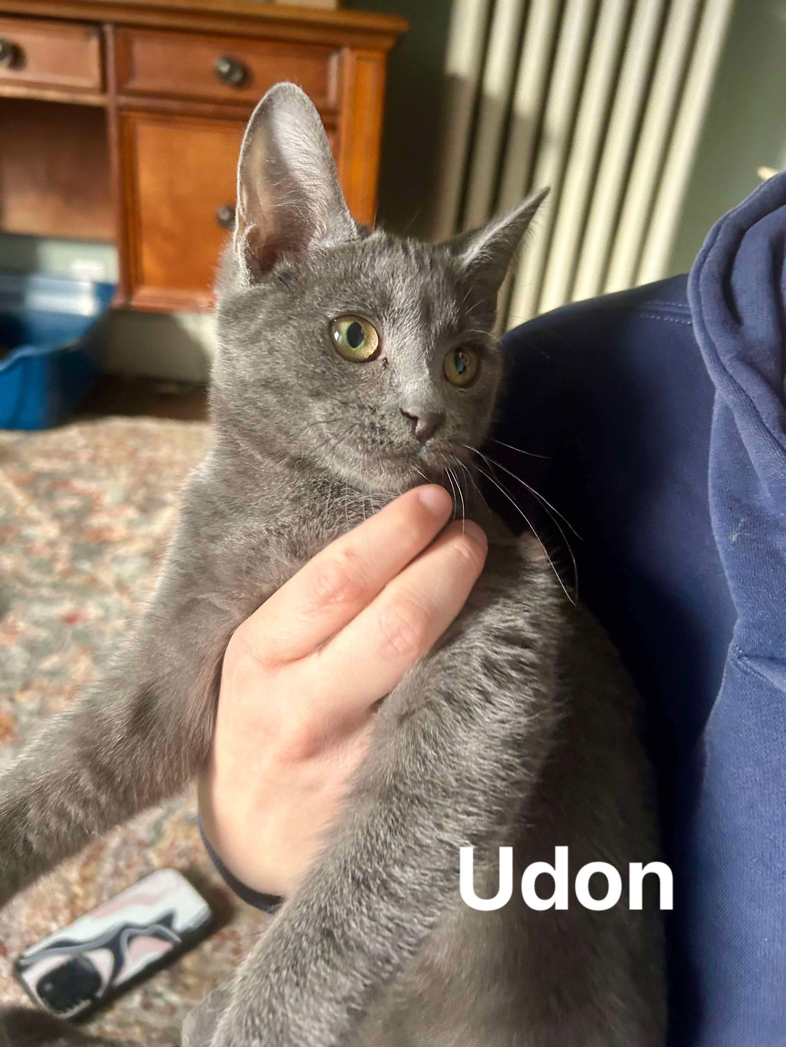 Udon