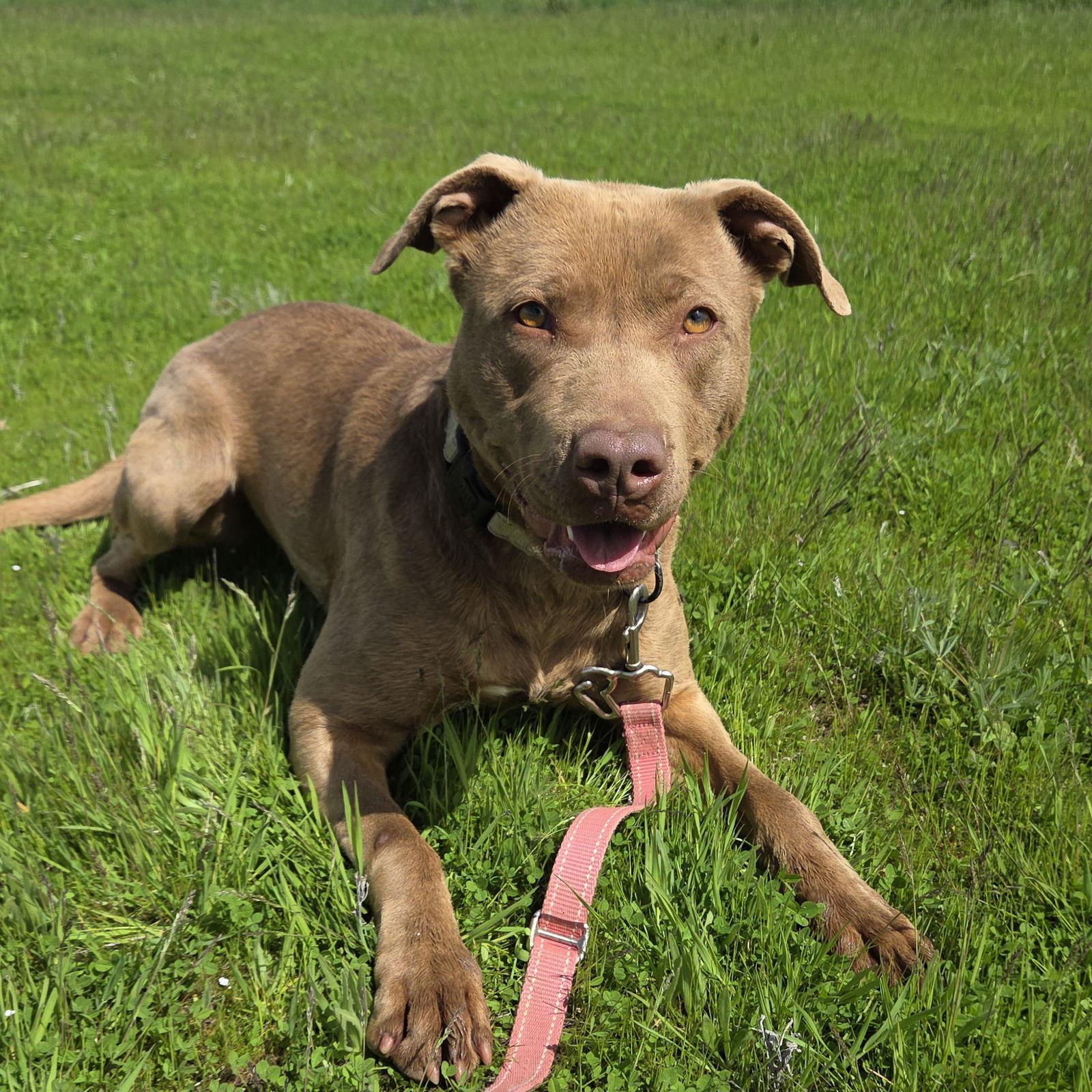 Molly May, an adoptable American Staffordshire Terrier, Labrador Retriever in Yreka, CA, 96097 | Photo Image 1