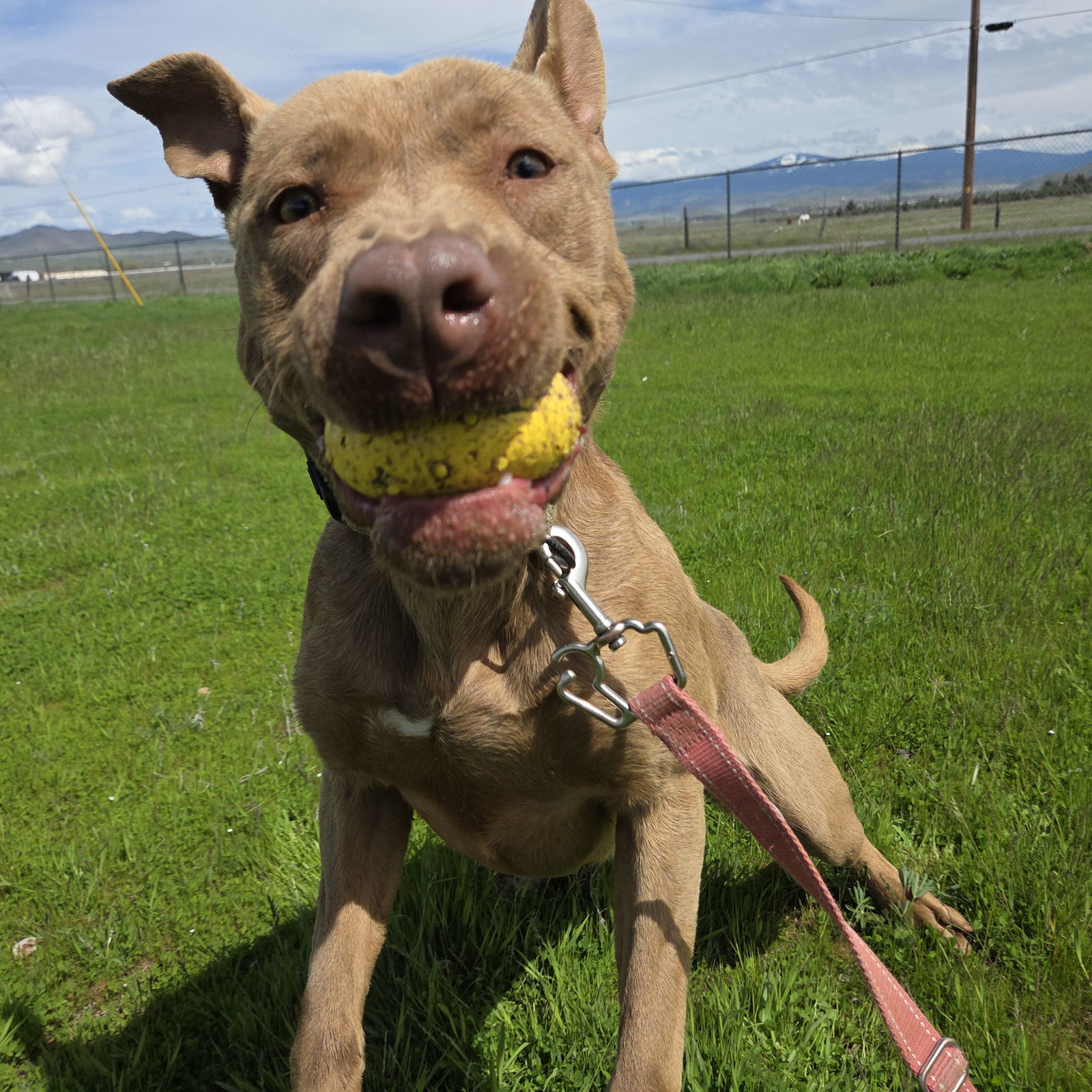 Molly May, an adoptable American Staffordshire Terrier, Labrador Retriever in Yreka, CA, 96097 | Photo Image 2