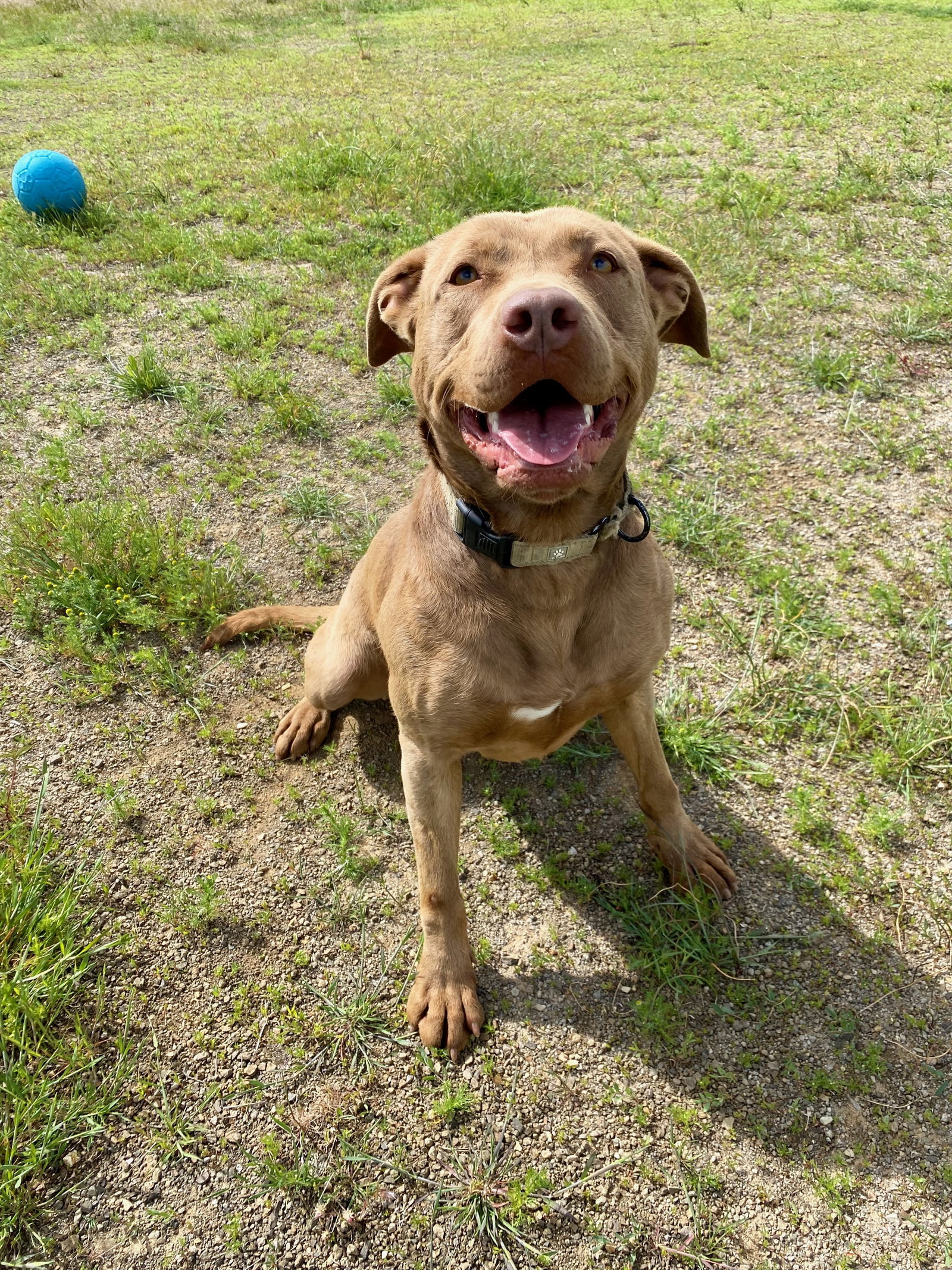 Molly May, an adoptable American Staffordshire Terrier, Labrador Retriever in Yreka, CA, 96097 | Photo Image 3
