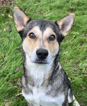 Belle, Adult Female Shepherd