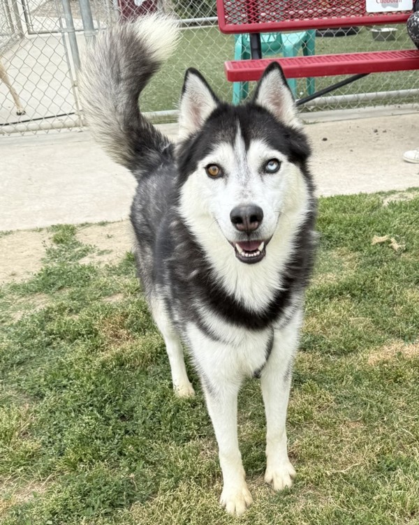 Hugo