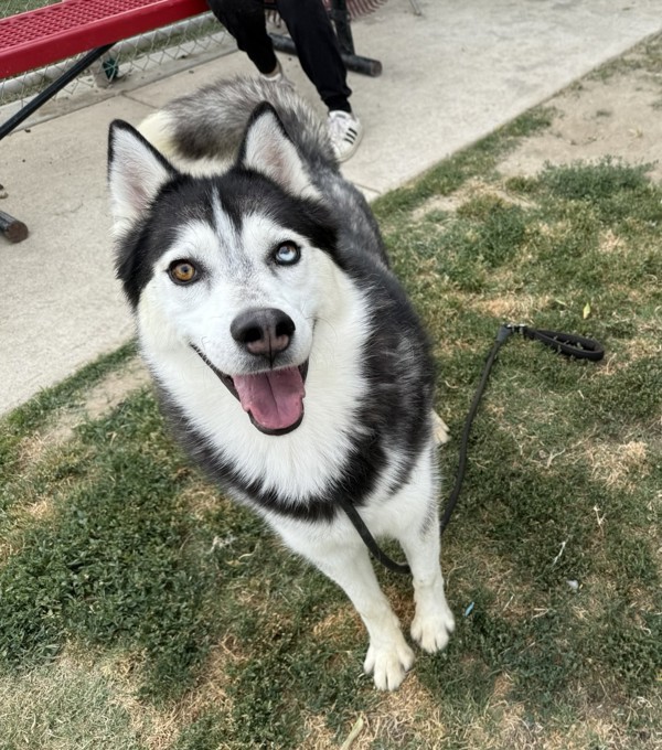 Hugo