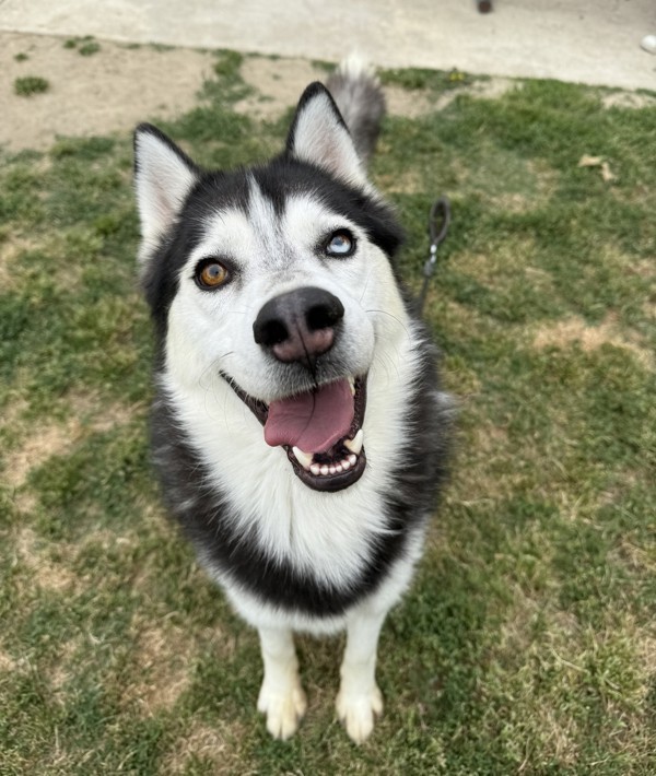 Hugo