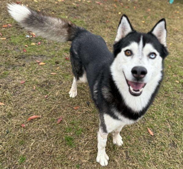 Hugo