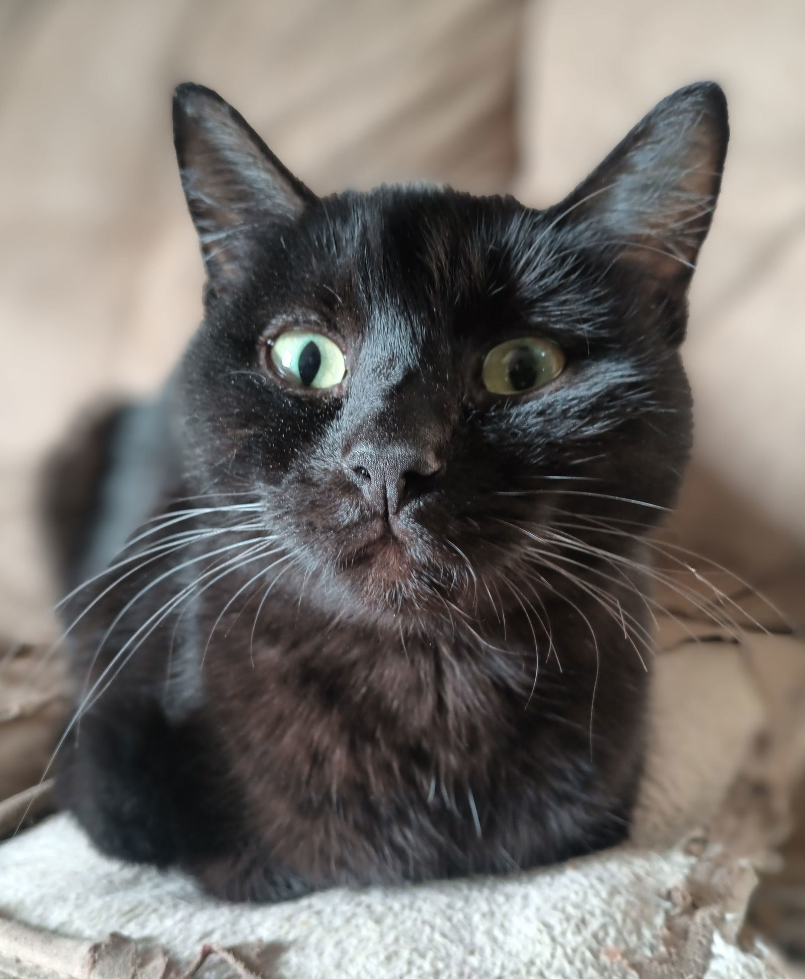 Luna, an adoptable Domestic Short Hair in Fort Collins, CO, 80524 | Photo Image 1