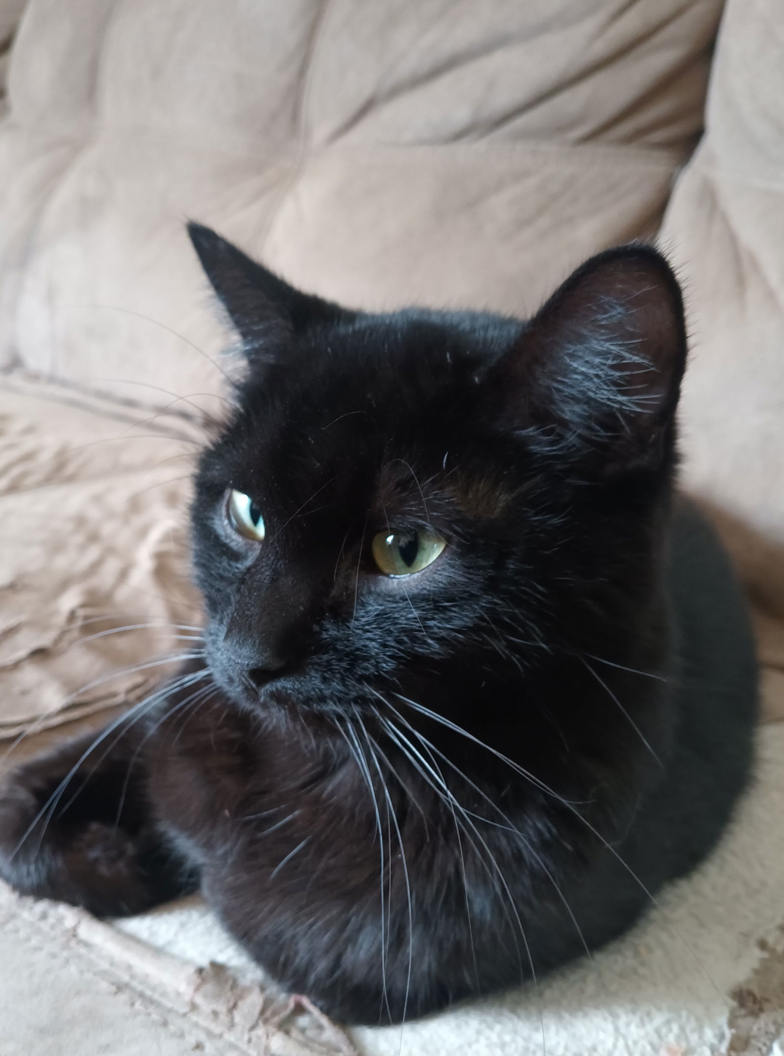 Luna, an adoptable Domestic Short Hair in Fort Collins, CO, 80524 | Photo Image 2