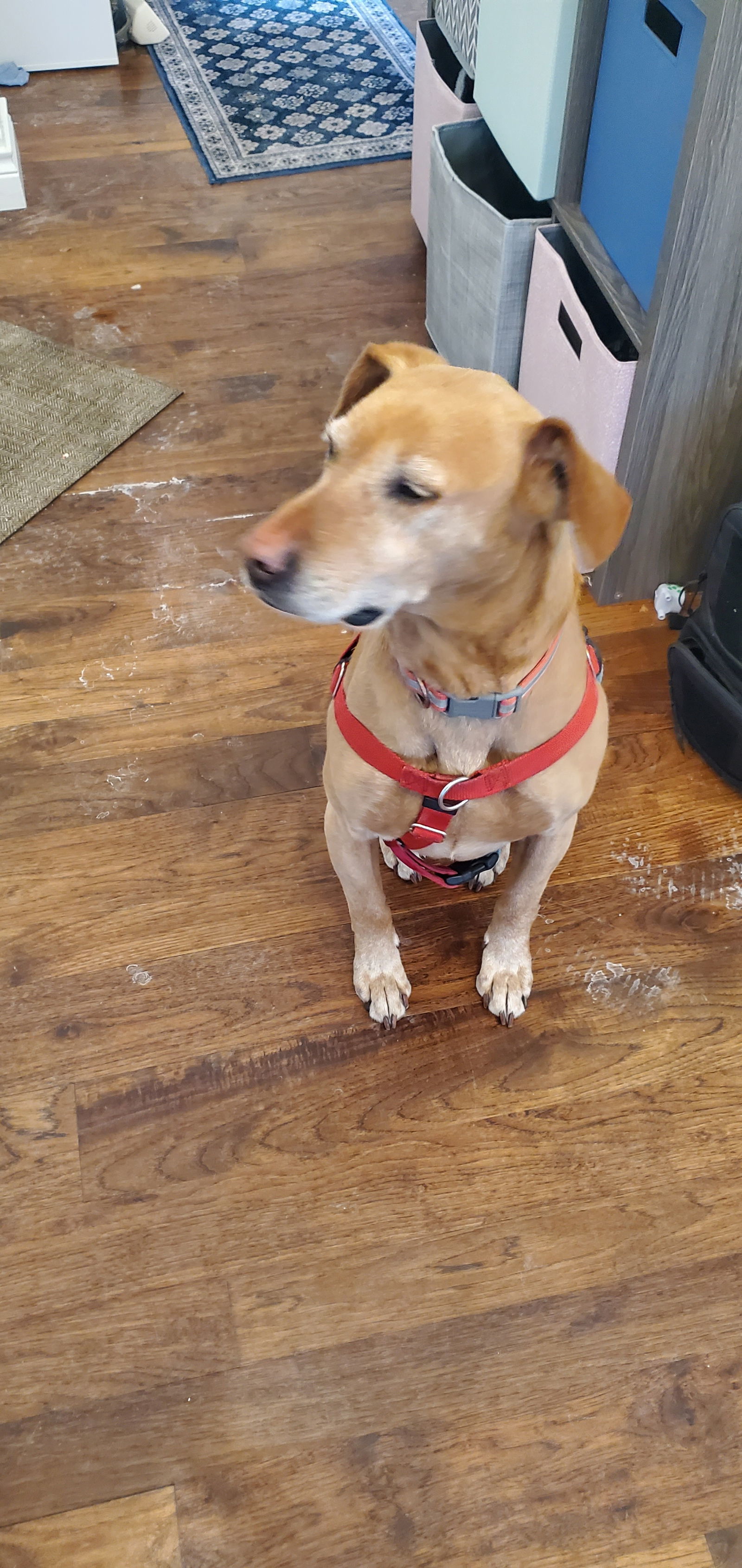 Toby, an adoptable Labrador Retriever in Fort Collins, CO, 80524 | Photo Image 1