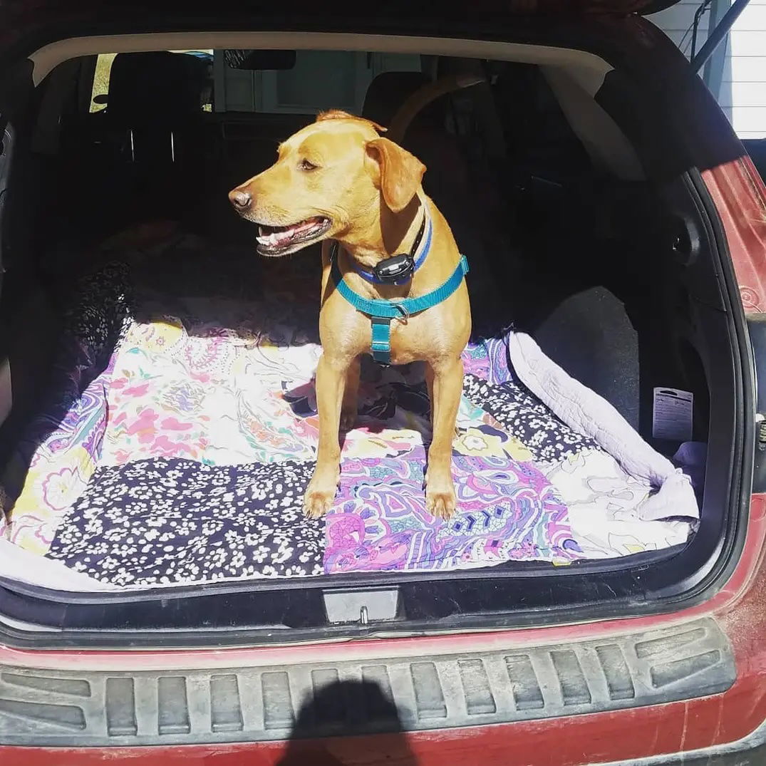 Toby, an adoptable Labrador Retriever in Fort Collins, CO, 80524 | Photo Image 2