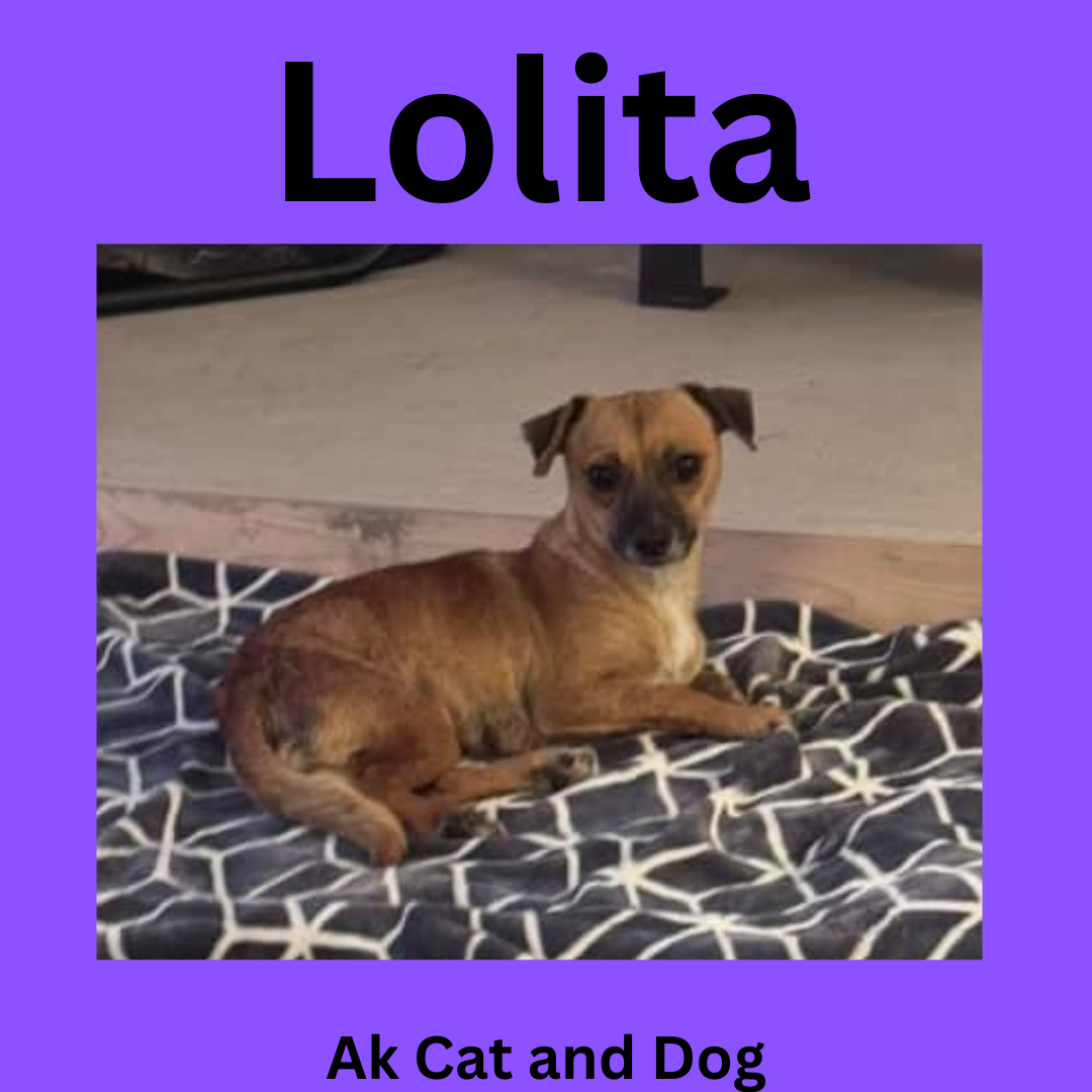 Lolita, an adoptable Chihuahua in Wasilla, AK, 99654 | Photo Image 1