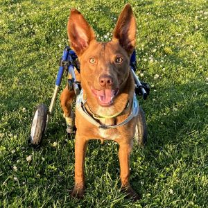Mateo, Young Male German Pinscher