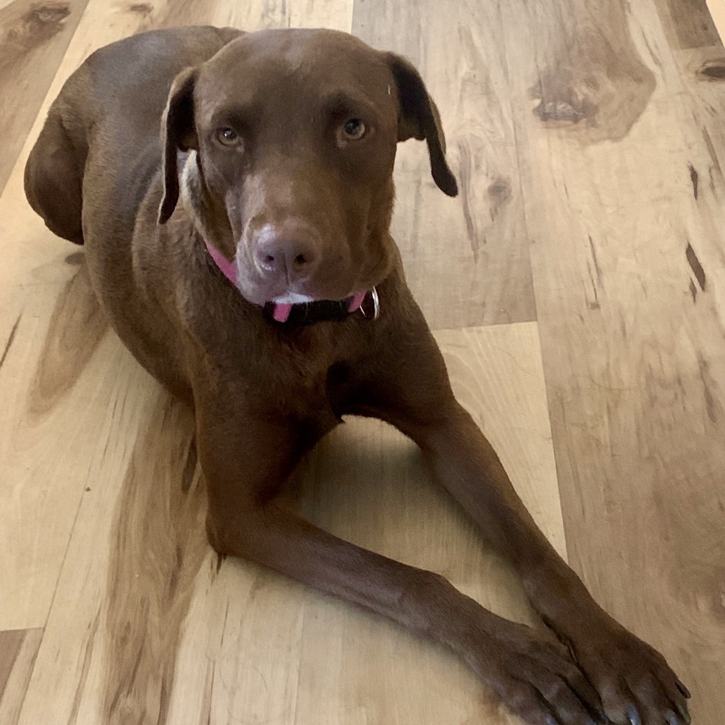 Canela, an adoptable Weimaraner in San Diego, CA, 92127 | Photo Image 1