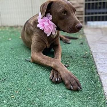 Canela, an adoptable Weimaraner in San Diego, CA, 92127 | Photo Image 2