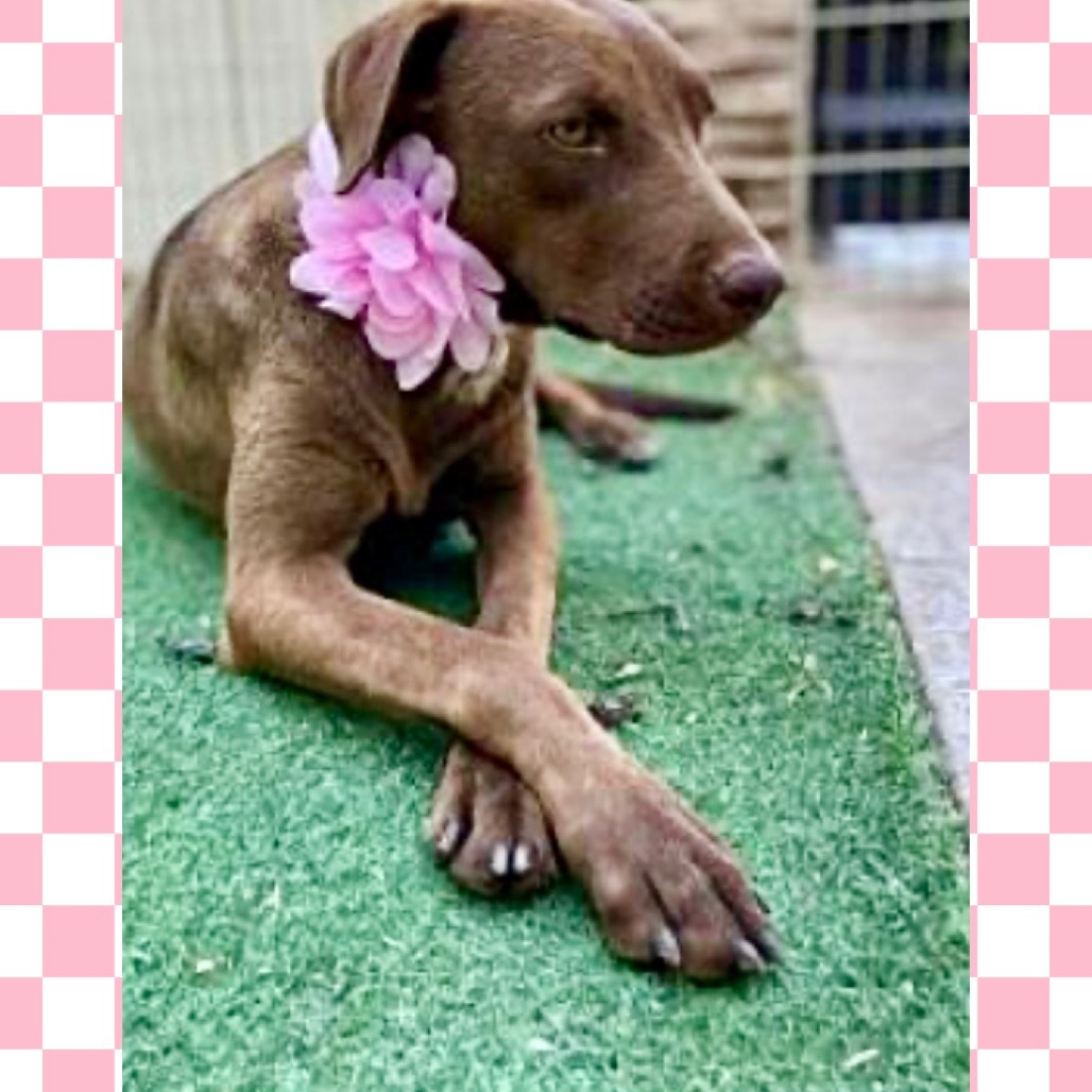 Canela, an adoptable Weimaraner in San Diego, CA, 92127 | Photo Image 3