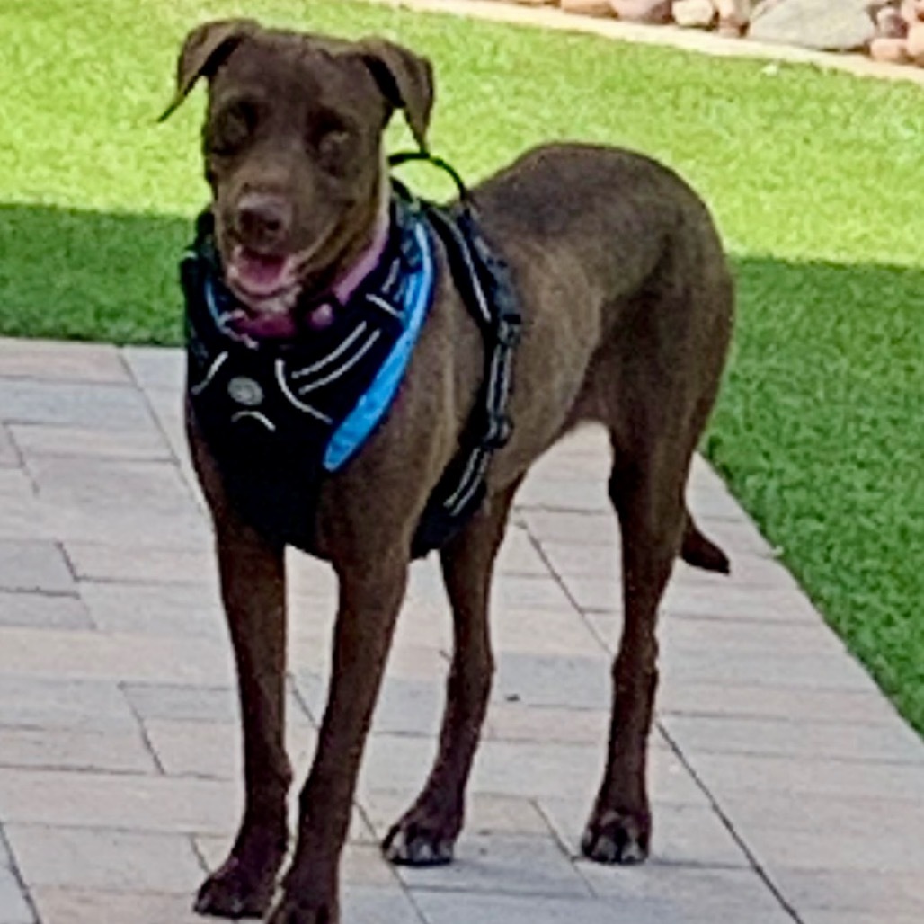 Canela, an adoptable Weimaraner in San Diego, CA, 92127 | Photo Image 5