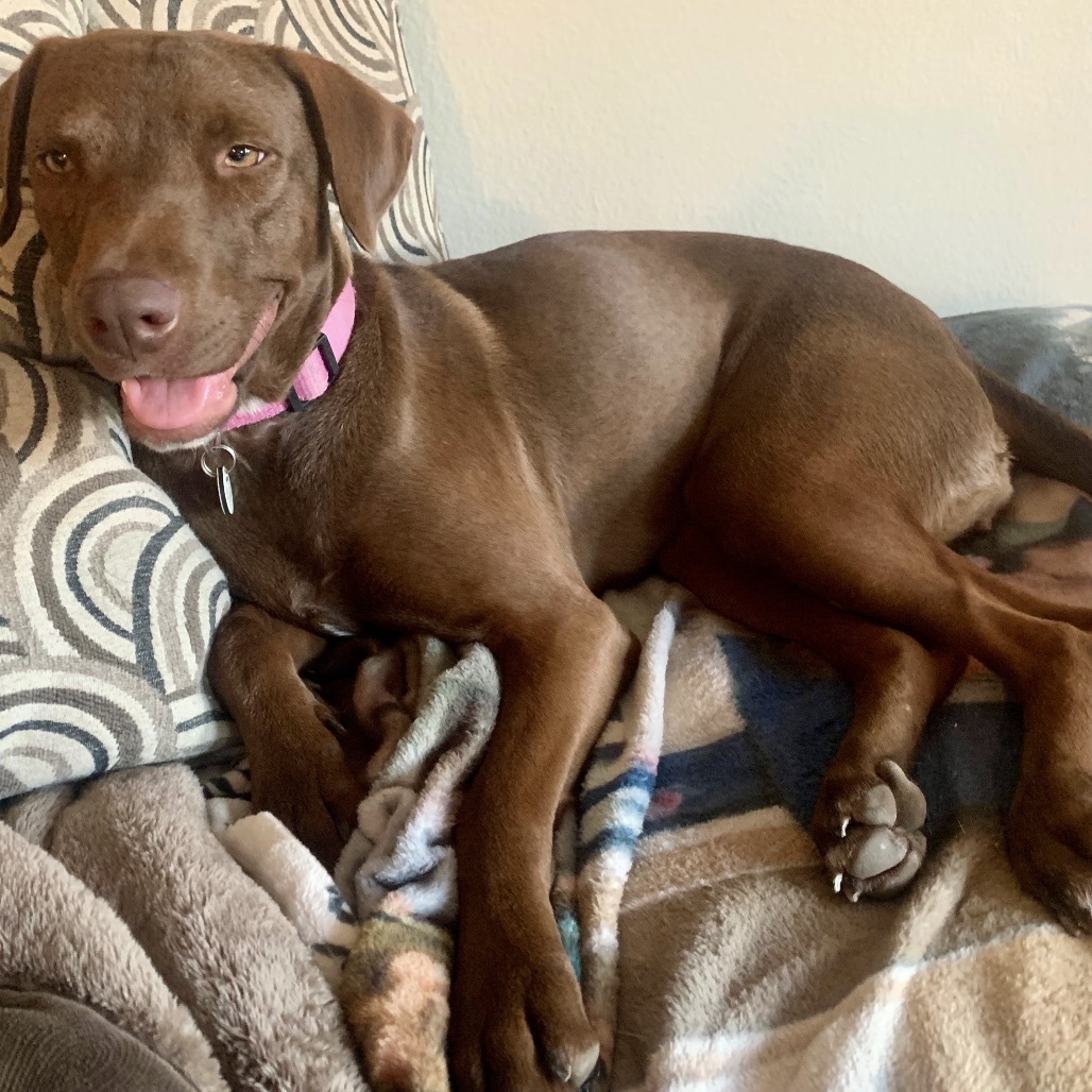 Canela, an adoptable Weimaraner in San Diego, CA, 92127 | Photo Image 5
