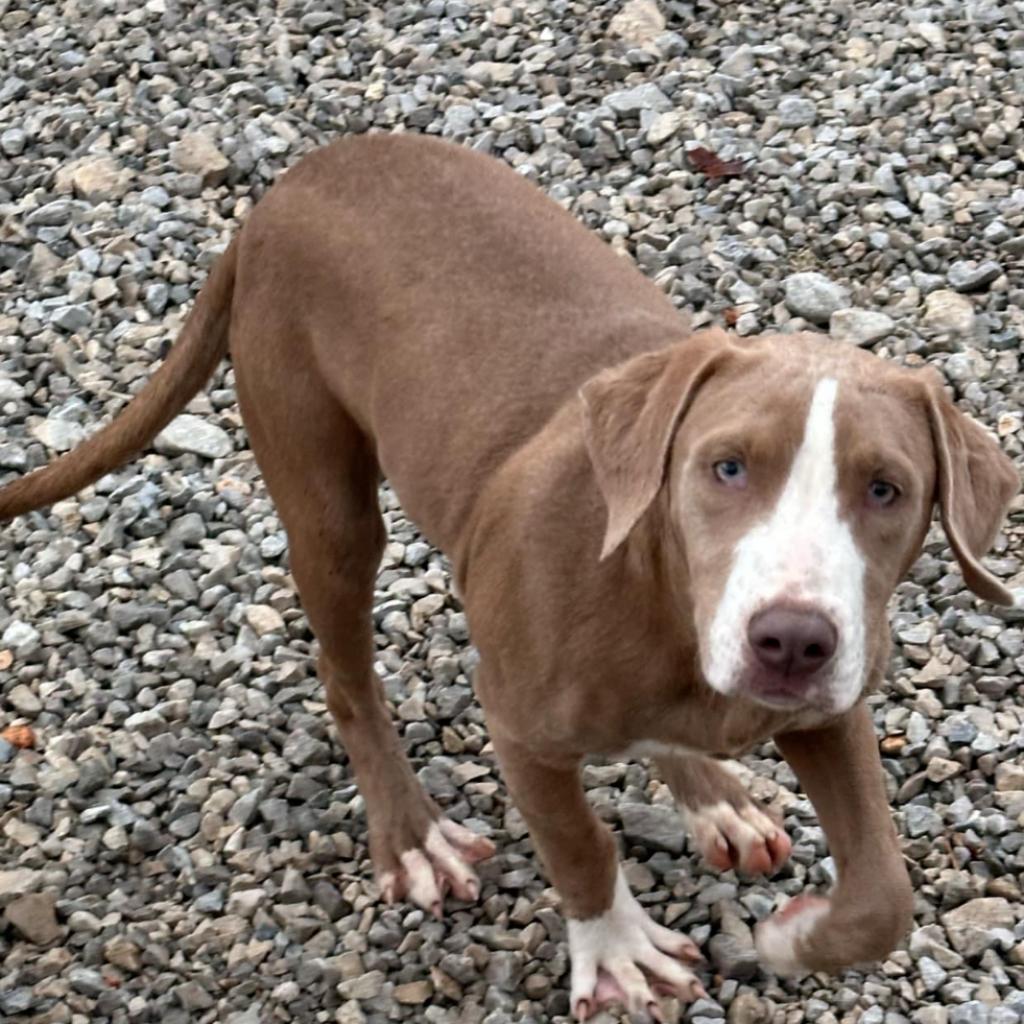 Batman, an adoptable Terrier, Setter in Granby, MO, 64844 | Photo Image 1