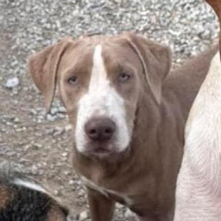 Batman, an adoptable Terrier, Setter in Granby, MO, 64844 | Photo Image 2