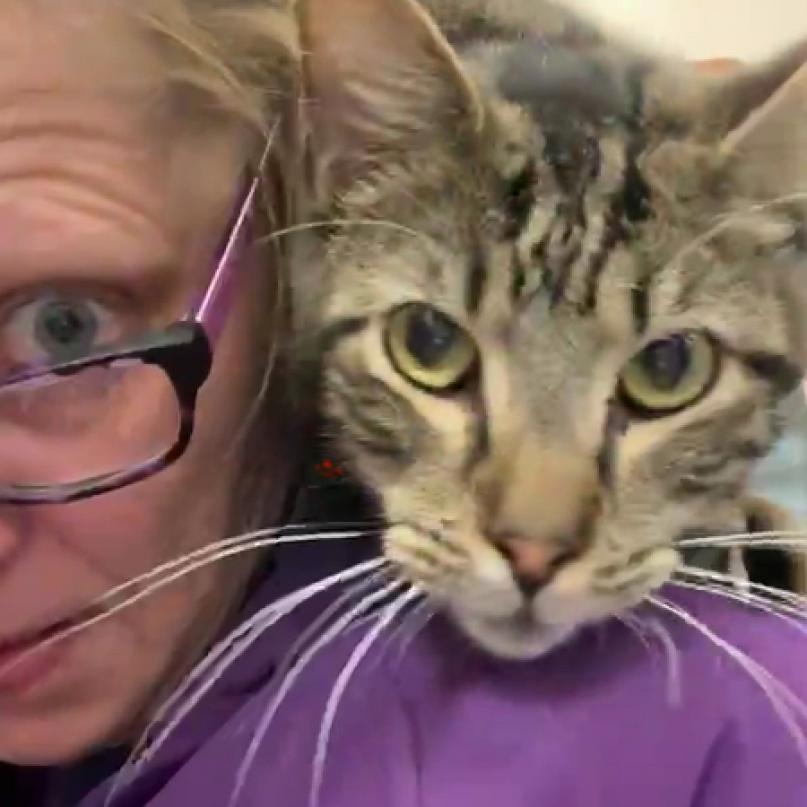 Eddy (EF Forty Nine), an adoptable Domestic Short Hair in Granby, MO, 64844 | Photo Image 1